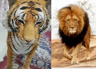 google 3d animal animation