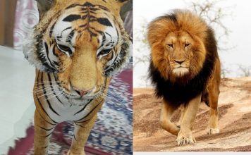 google 3d animal animation
