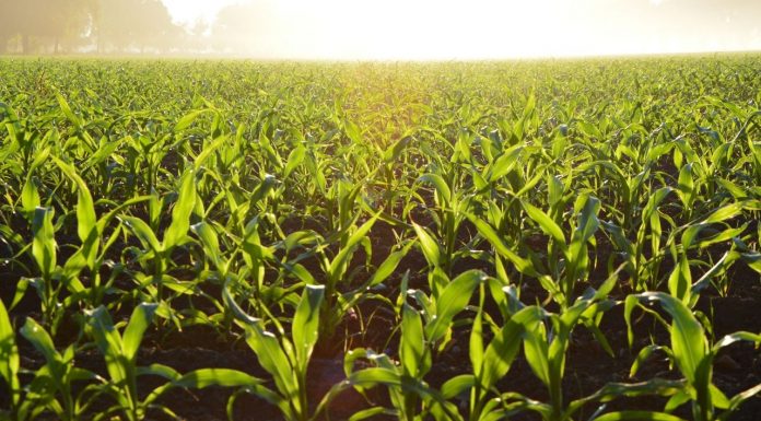 Farming In india