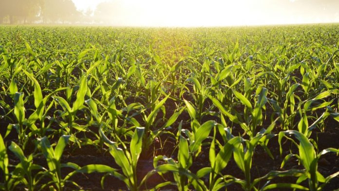 Farming In india